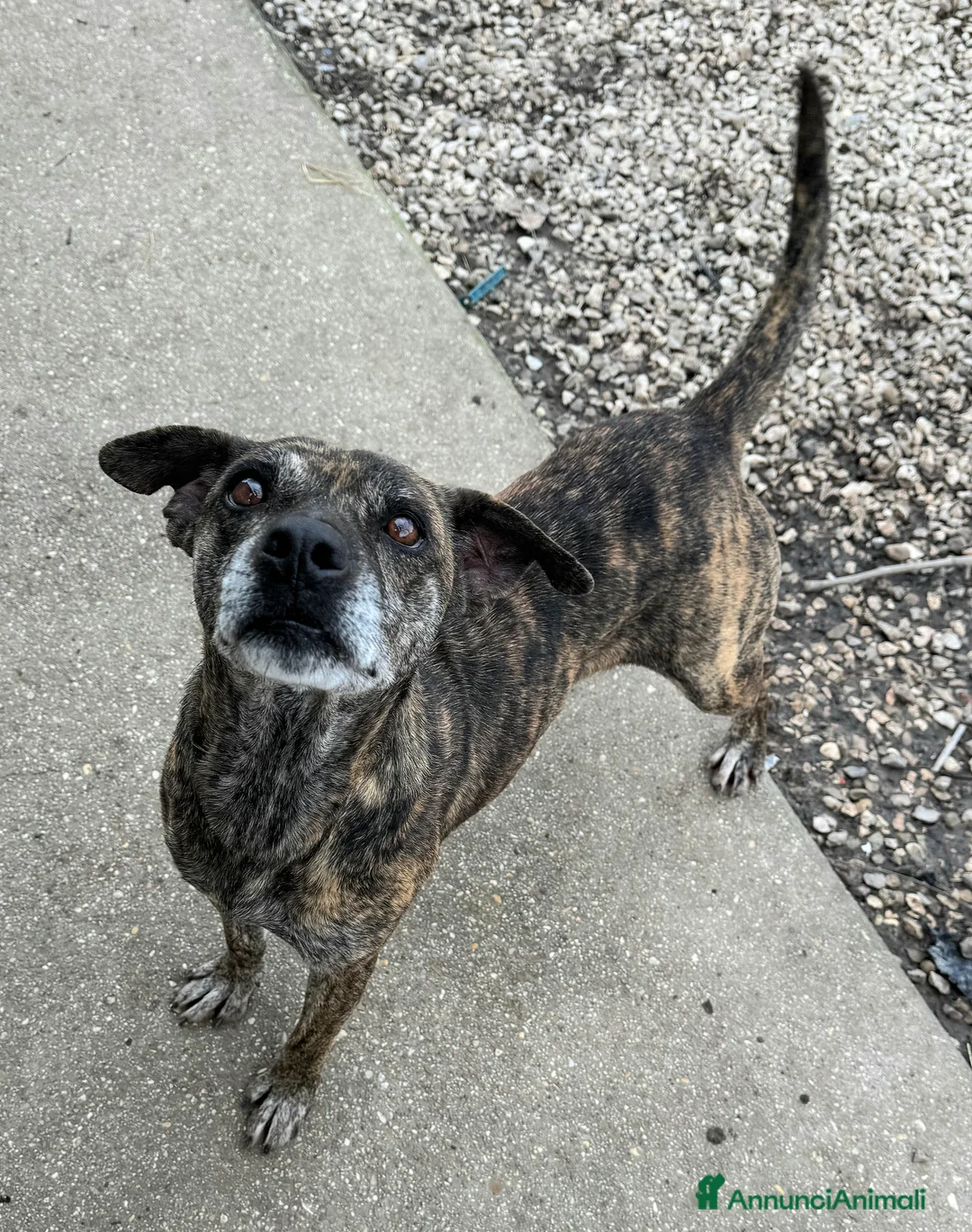 Meticcio cani in regalo: Anissa 7 anni Taglia media piccola  - Annuncio 5