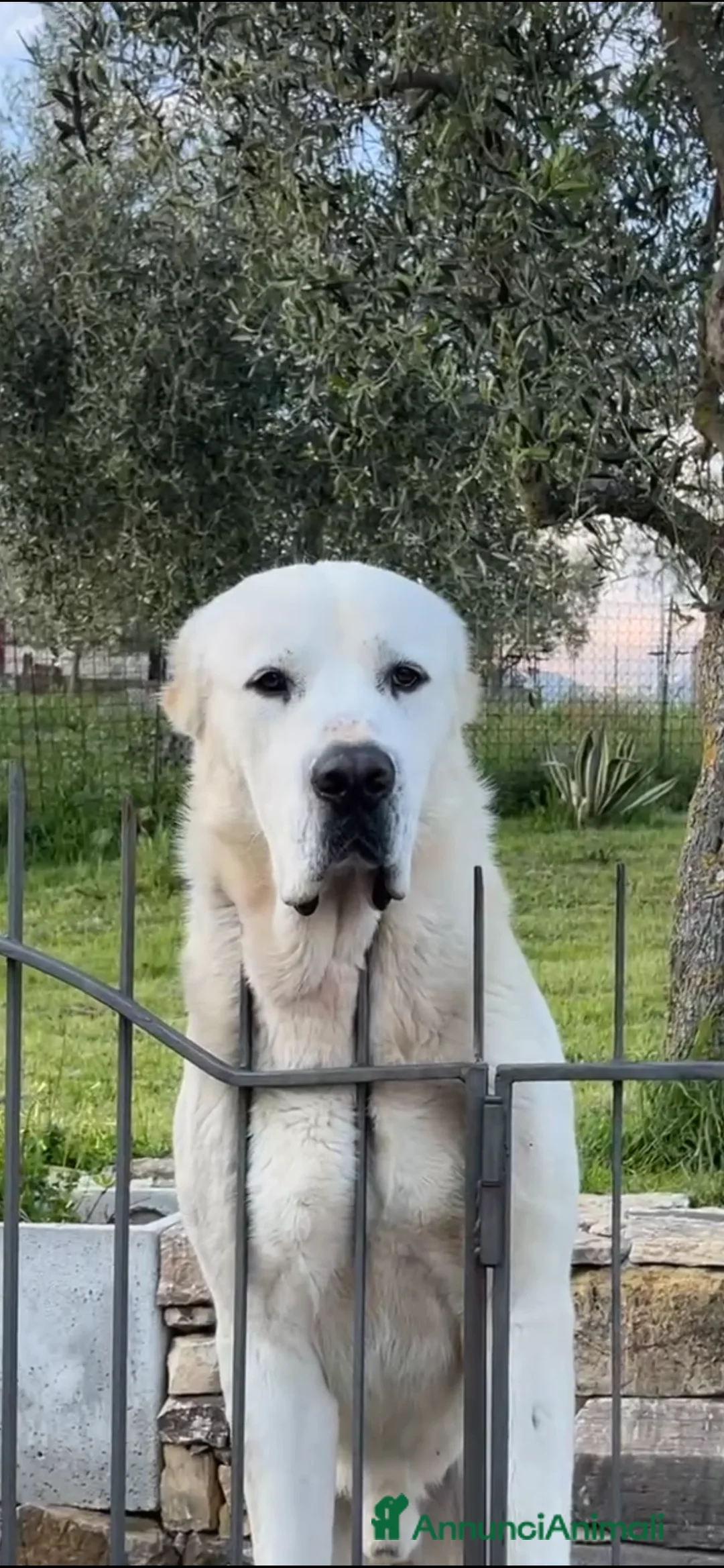 Pastore Asia Centrale cani in vendita: CUCCIOLI PASTORE DELL’ASIA CENTRALE a Provincia di Salerno - Annuncio 1