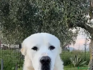 Pastore Asia Centrale cani CUCCIOLI PASTORE DELL’ASIA CENTRALE a Provincia di Salerno - Annuncio 1