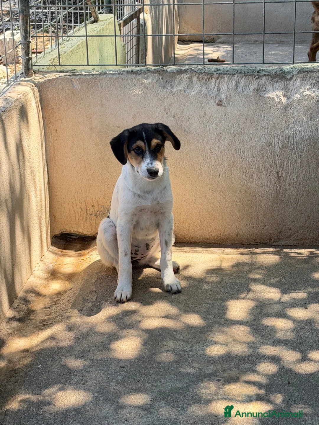 Meticcio cani in regalo: Bloom a Provincia di Padova - Annuncio 3