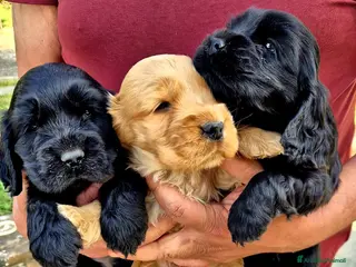 Cocker cani in vendita: Meravigliosi cuccioli di cocker spaniel pedigree - Annuncio 3
