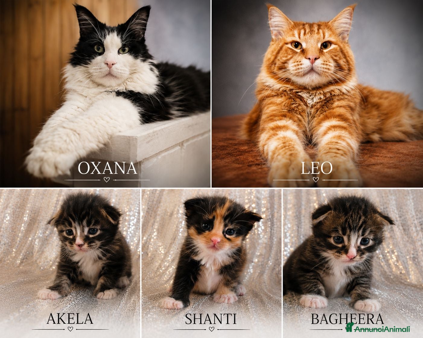 Maine Coon gatti Nuova cucciolata !! 2 Maschi 1 femmina - Annuncio 1