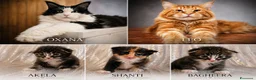 Maine Coon gatti in vendita: Nuova cucciolata !! 2 Maschi 1 femmina - Annuncio 1