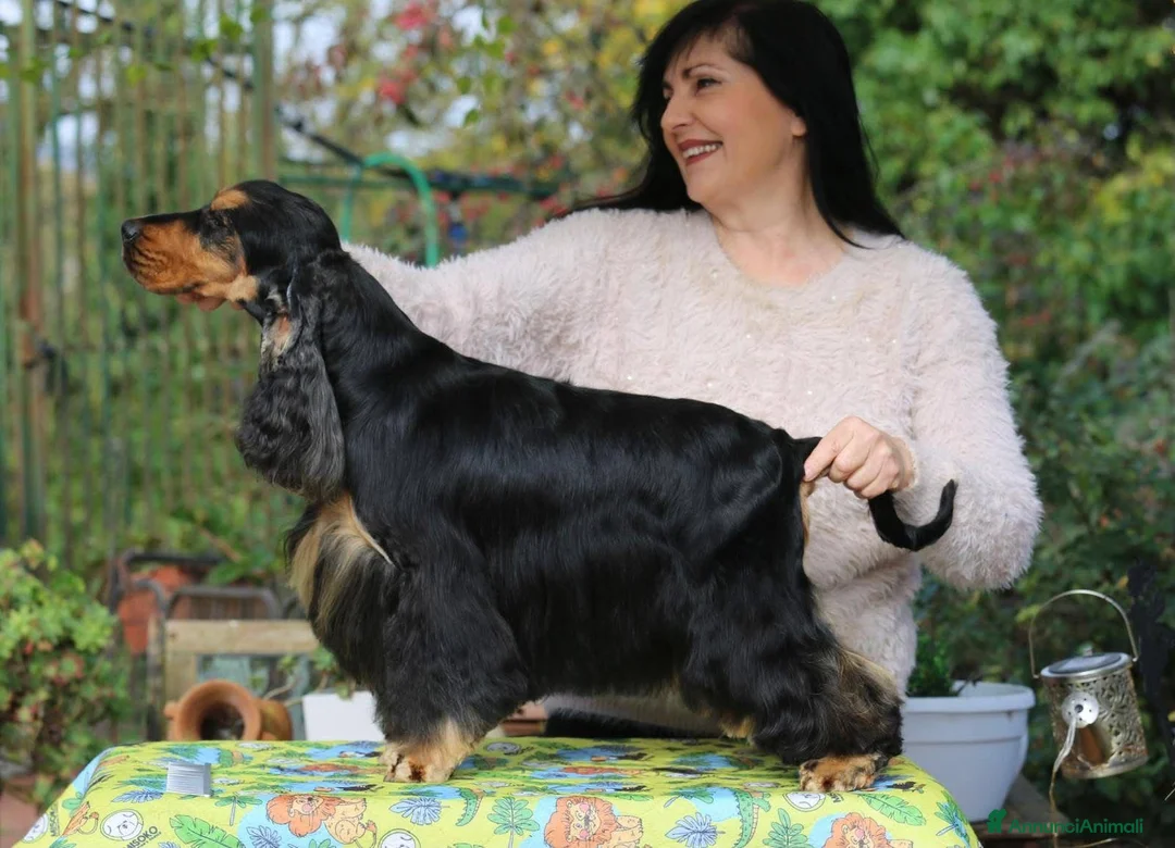Cocker cani in vendita: Ultimi cuccioli - Annuncio 5
