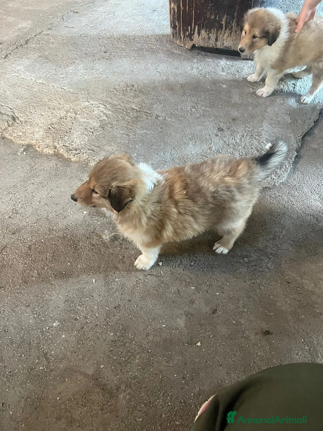 Collie cani in vendita: pastori scozzesi - Annuncio 4