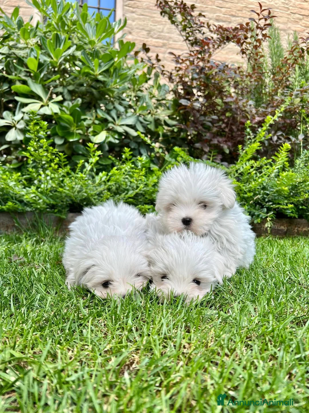 Maltese cani in vendita: Bellissimi maltesi cuccioli a Città Metropolitana di Venezia - Annuncio 5