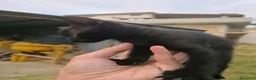 Meticcio gatti in regalo: Regalo dolcissimi gattini nero velluto a Provincia di Chieti - Annuncio 3