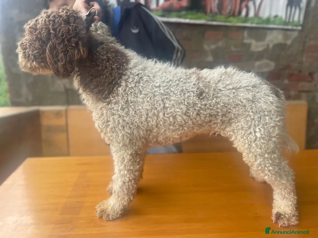Lagotto cani in vendita: CUCCIOLI DI LAGOTTO - Annuncio 11