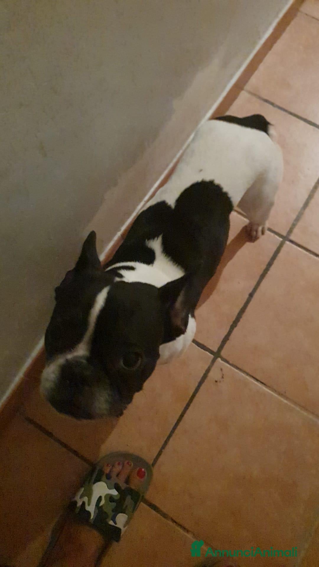 Bulldog Francese cani Pluto cerca una nuova famiglia - Annuncio 1