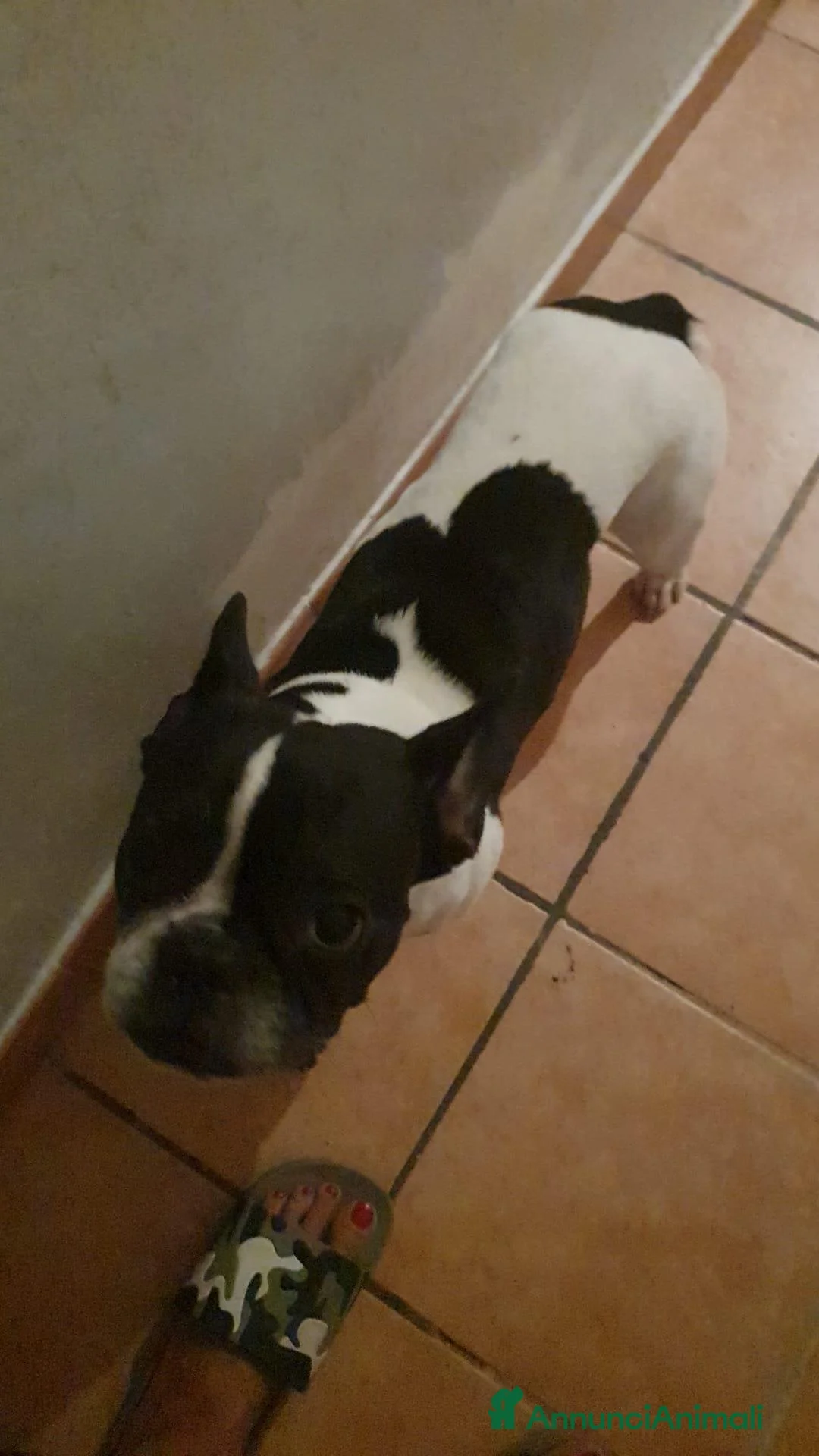 Bulldog Francese cani in regalo: Pluto cerca una nuova famiglia - Annuncio 1