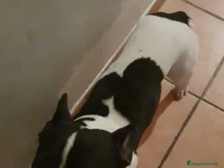 Bulldog Francese cani Pluto cerca una nuova famiglia - Annuncio 2