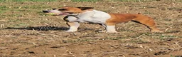 American Staffordshire cani in vendita: Cucciolo Amstaff  - Annuncio 16