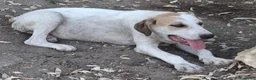 Meticcio cani in regalo: SPECK 💙 un concentrato di allegria! a Provincia di Alessandria - Annuncio 2