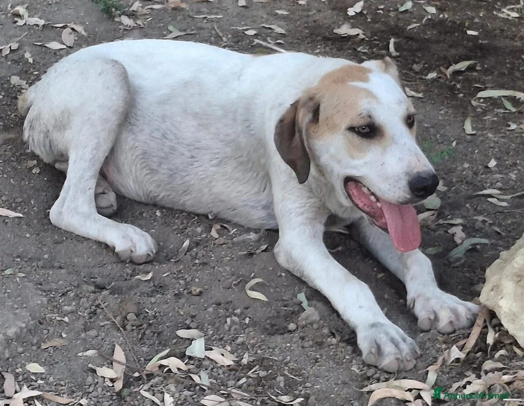 Meticcio cani in regalo: SPECK 💙 un concentrato di allegria! a Provincia di Alessandria - Annuncio 2