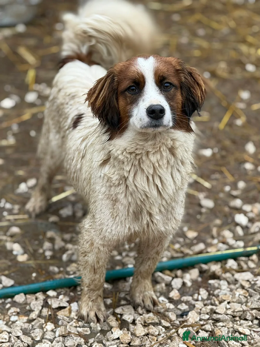 Meticcio cani in regalo: OLAF, cucciolone tenerone! TG PICCOLA - Annuncio 4