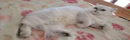 Persiano gatti in vendita: Persiano chincillà - Annuncio 2