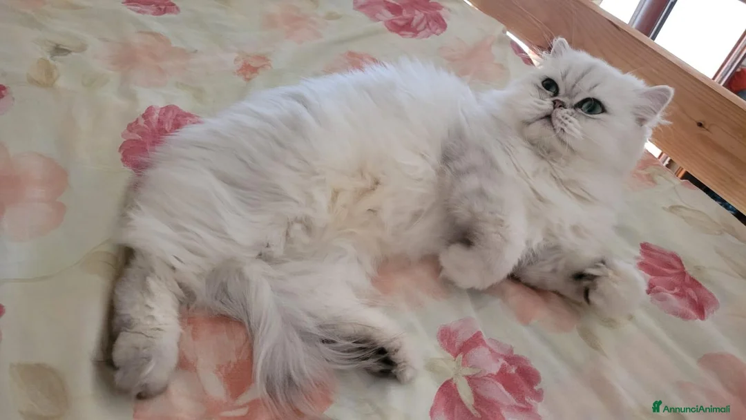 Persiano gatti in vendita: Persiano chincillà - Annuncio 2