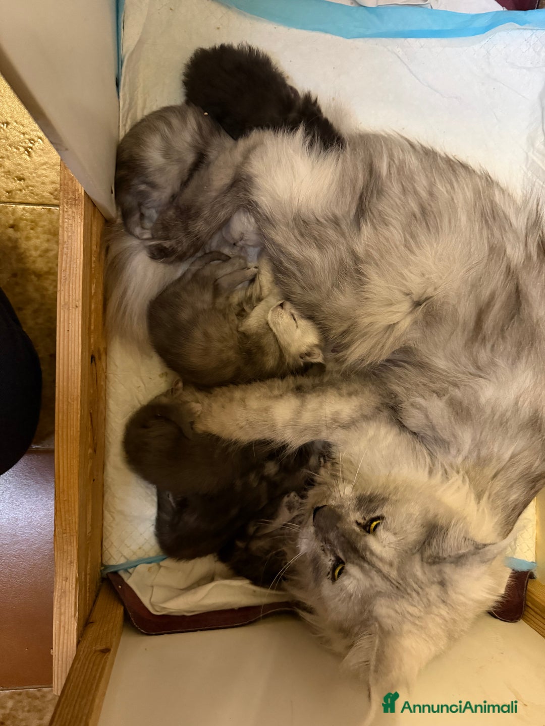 Maine Coon gatti in vendita: Gattini Maine Coon  - Annuncio 1