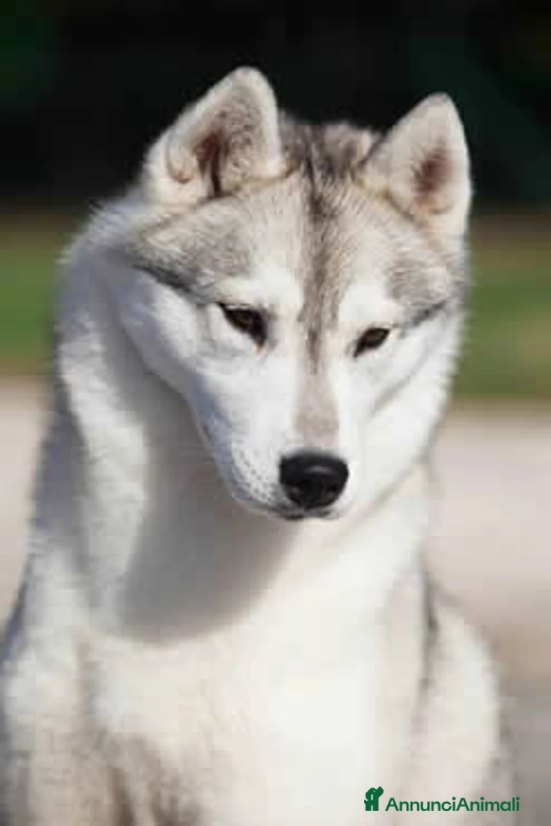 Immagine della galleria {{count}}