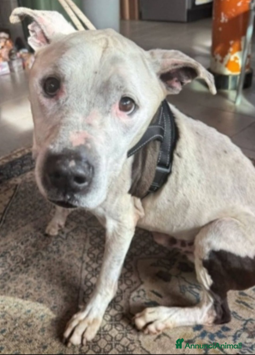 Pitbull cani in regalo: Pitbullino anziano 12anni deve morire in box?GENOV - Annuncio 4