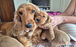 Cocker cani in vendita: Cuccioli cocker Spaniel inglese - Immagine 9