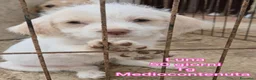 Meticcio cani in regalo: TROPPI CUCCIOLI SOLI IN RIFUGIO  a Provincia di Verona - Annuncio 7