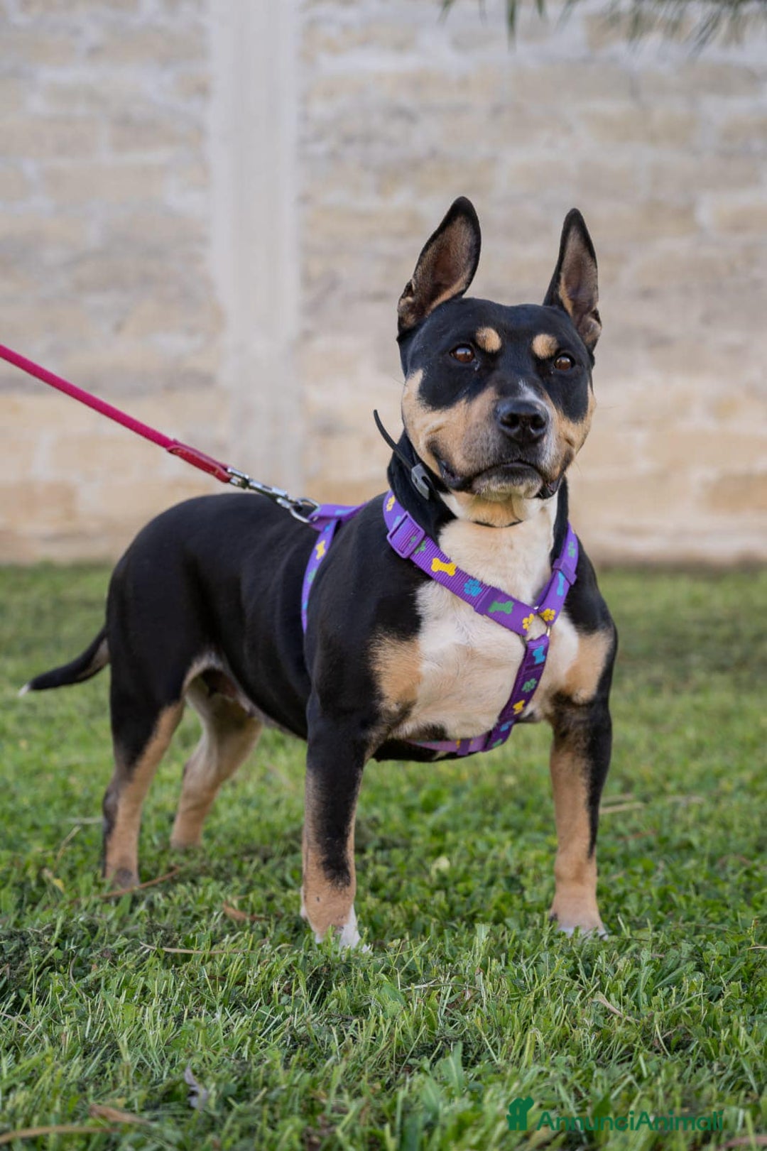 American Bully cani in regalo: Romana, una tenera  bambolina  a Città Metropolitana di Bari - Annuncio 1