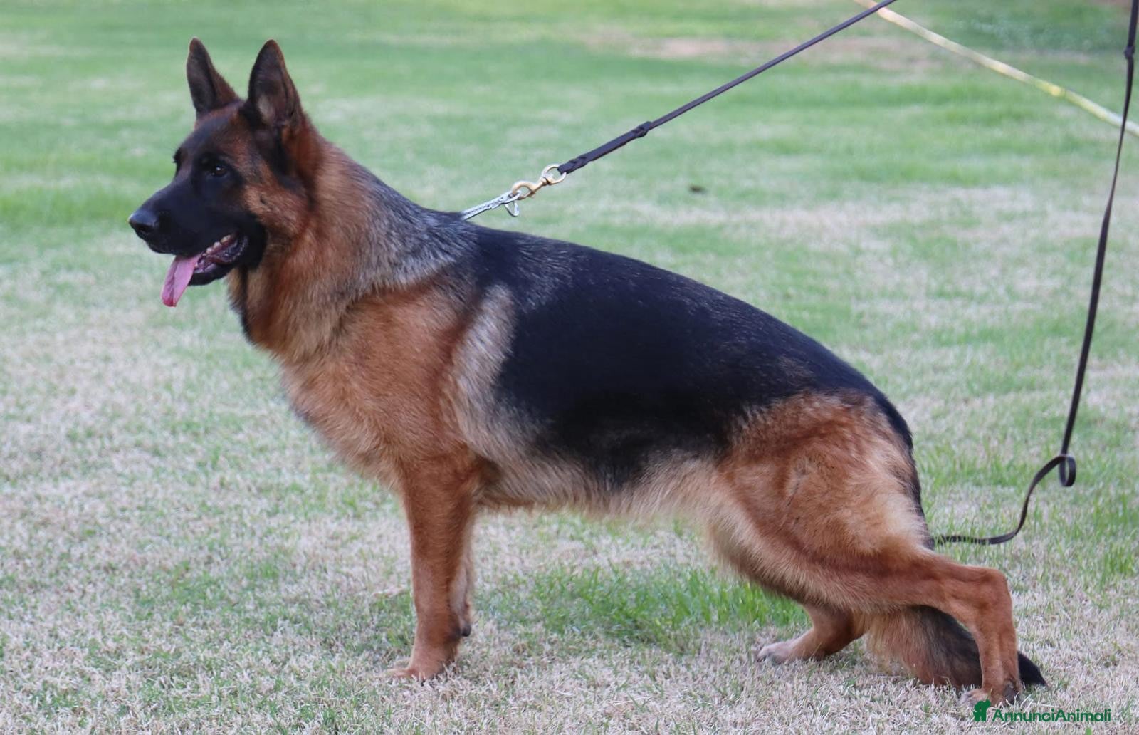 Pastore Tedesco cani in vendita: Cuccioli disponibili 🐾❤️ - Annuncio 1