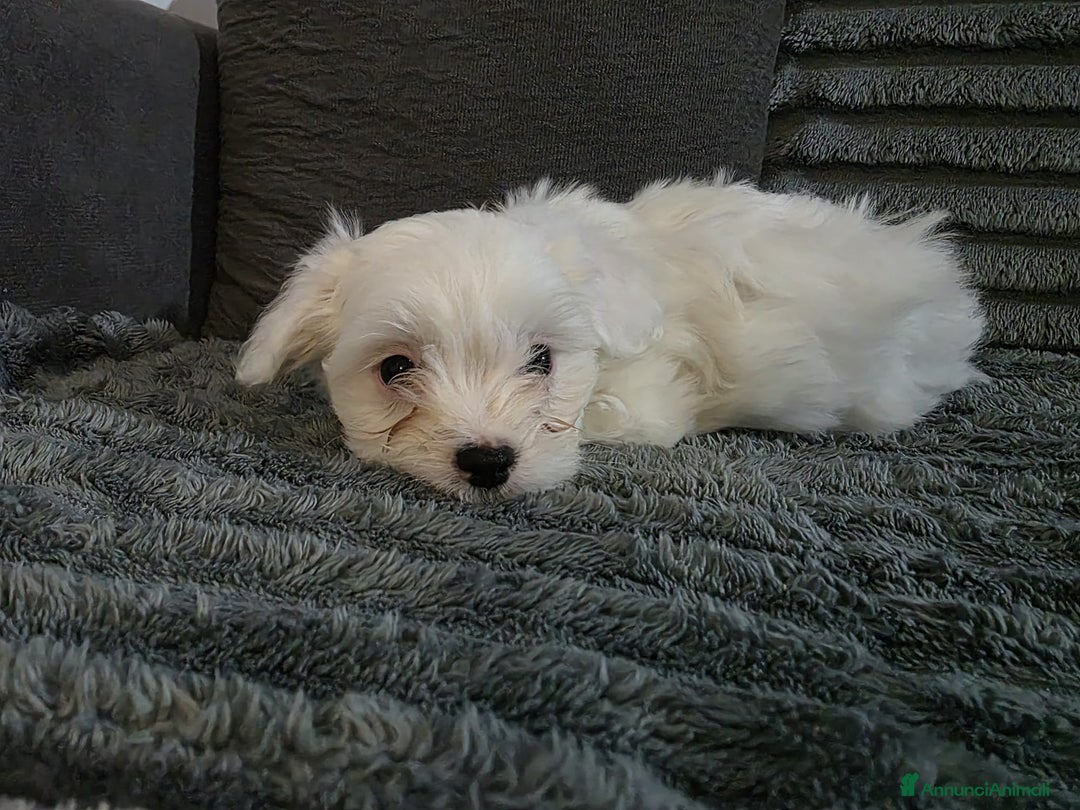 Maltese cani in vendita: Cucciolo maltese  - Annuncio 4