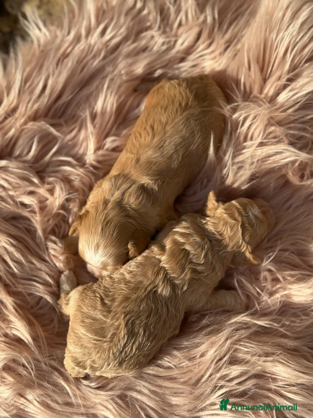 Maltipoo cani in vendita: Cucciole di MALTIPOO - Annuncio 2