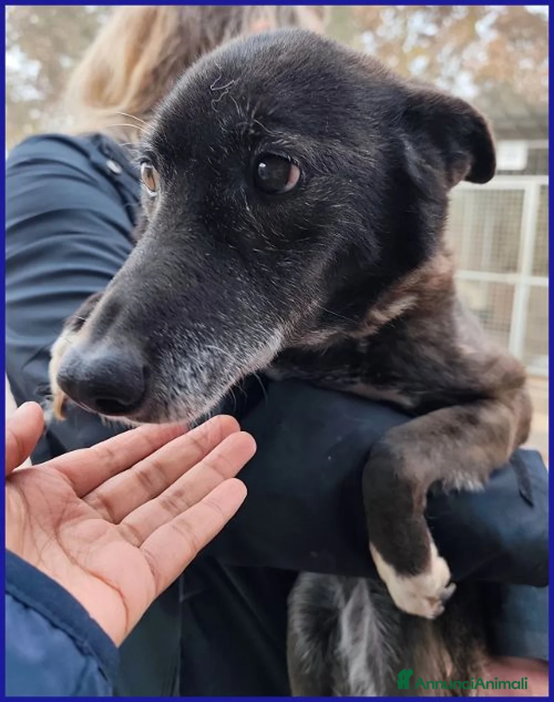 Meticcio cani in regalo: TATA MATILDA dolce nonnina tg mediopicc - Annuncio 3