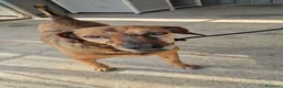 Meticcio cani in regalo: Brown: dolce e sensibile, cerca serenità  - Annuncio 7