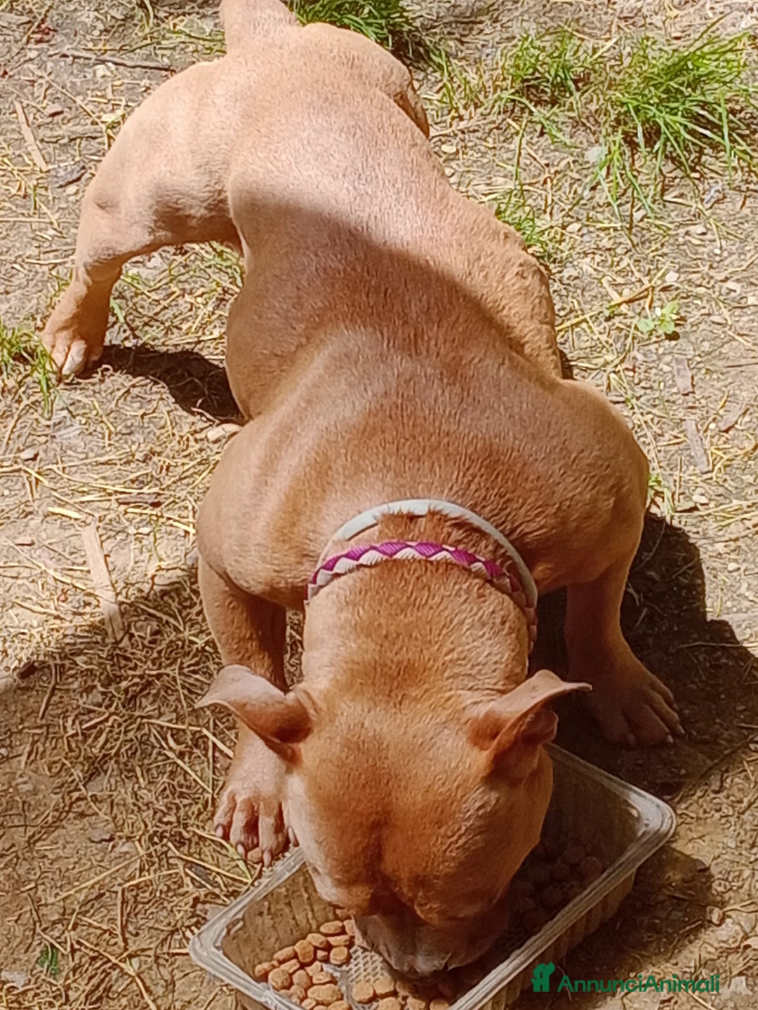 American Bully cani in vendita: American Bully, genitori addestrati da pet terapy  - Annuncio 4