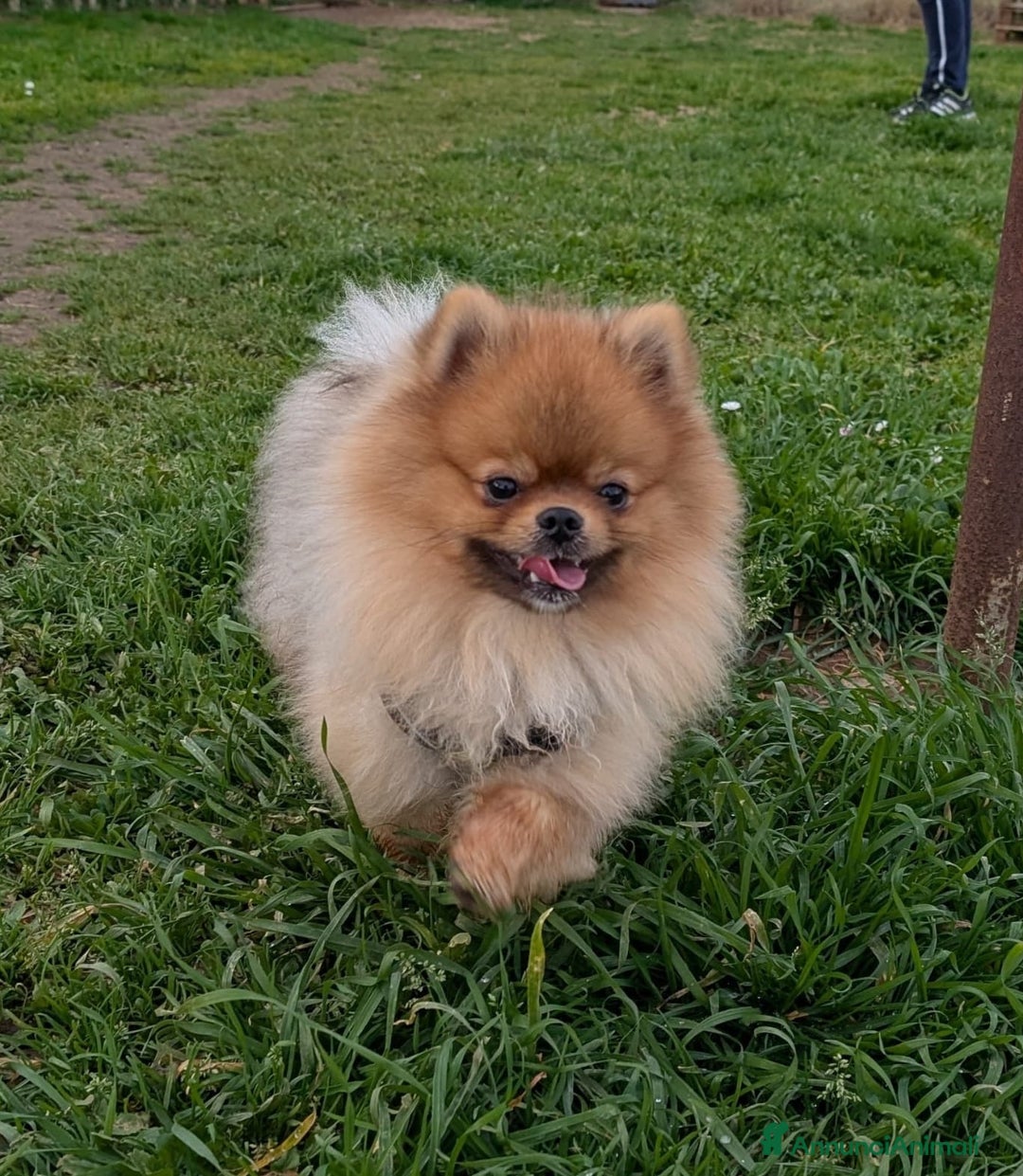 Spitz cani per accoppiamento: Stallone Spitz tedesco nano per monta a Provincia di Latina - Annuncio 1