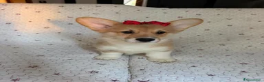 Corgi Pembroke 4