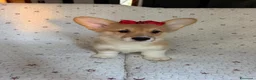 Corgi Pembroke cani in vendita: Cuccioli di Pembroke Welsh Corgi a Città Metropolitana di Firenze - Annuncio 5