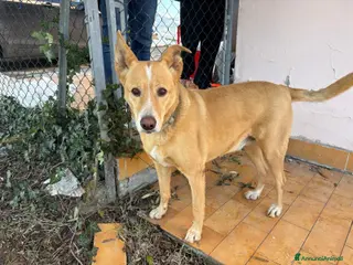 Meticcio cani Cerchi compagnia prendimi con te - Annuncio 12