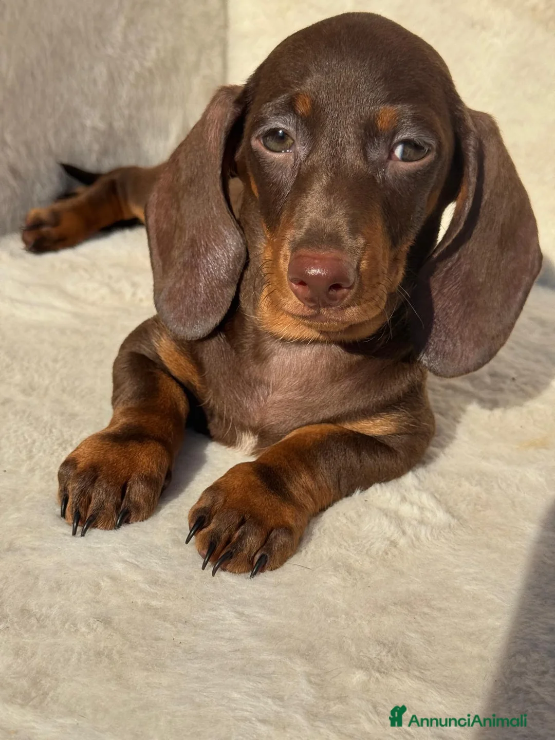 Bassotto cani in vendita: Bassotti cuccioli  - Annuncio 2