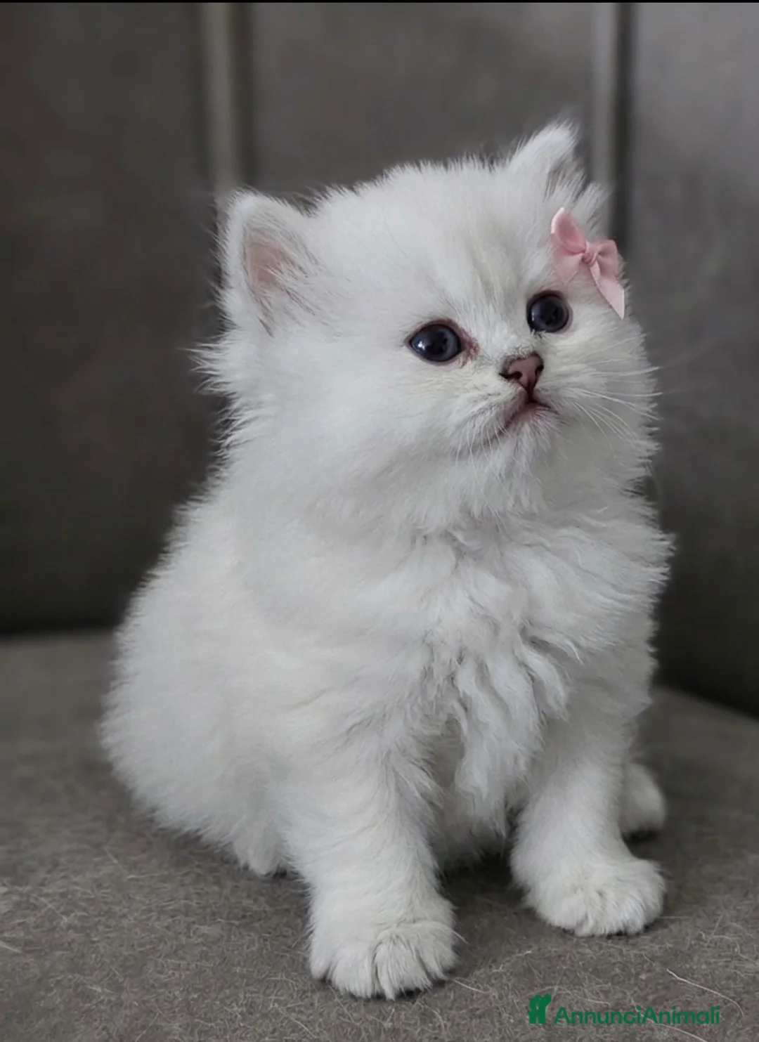 British gatti in vendita: British longhair certificati afef - Annuncio 1