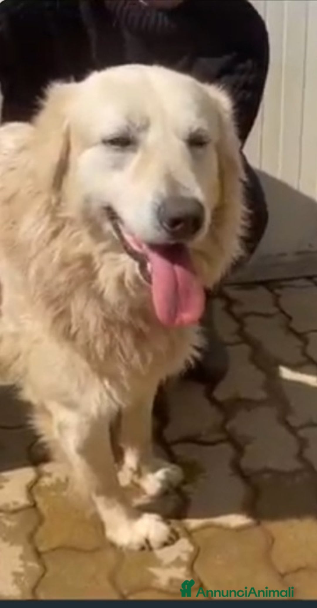 Meticcio cani in regalo: Mix Golden 6anniTUTTI DI CANILE,POSSIBILE?CALABRIA a Città metropolitana di Milano - Annuncio 3