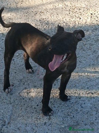 Staffordshire cani a Province of Pavia - Annuncio 2