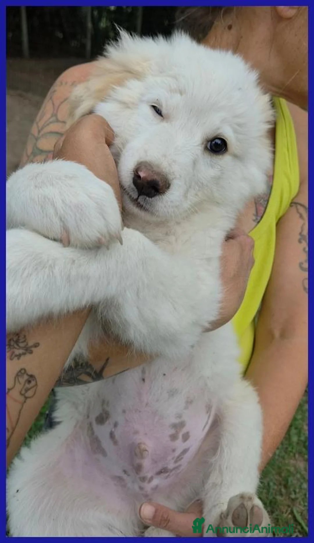 Meticcio cani in regalo: BABAGANOUSH, DELIZIOSO CUCCIOLO DI 2 MESI - Annuncio 10