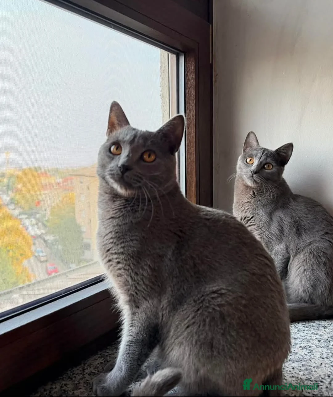 Certosino gatti in vendita: Cuccioli di CERTOSINO PURISSIMI  - Annuncio 14