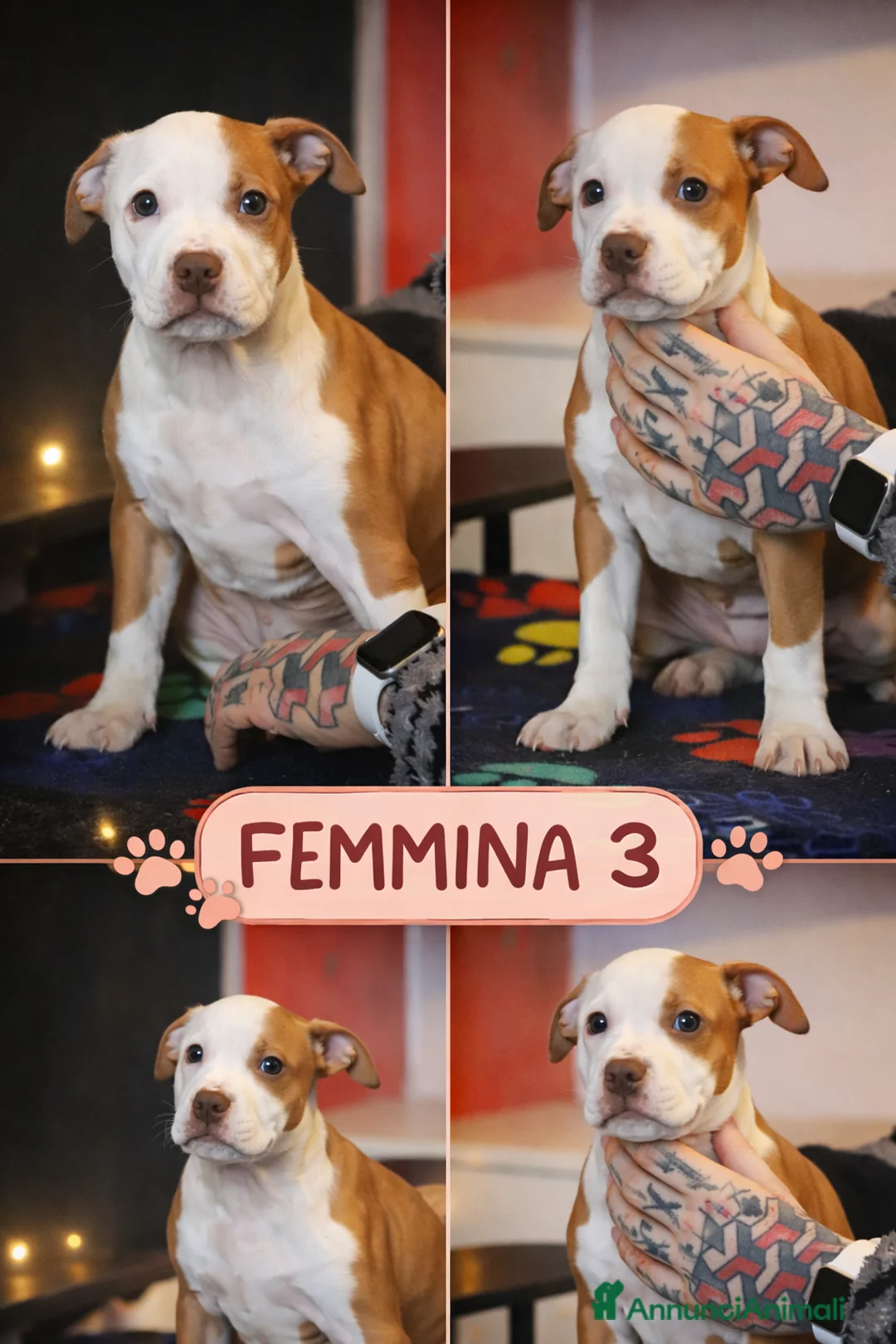 Pitbull cani in vendita: Cuccioli di Pit Bull con pedigree anche a rate - Annuncio 12