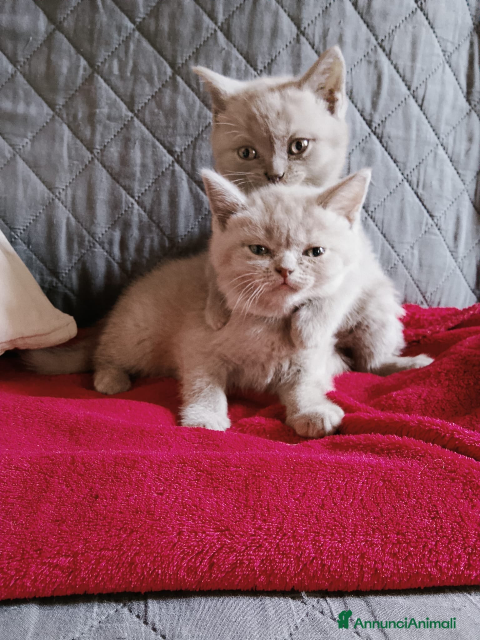 British gatti Gattini British shorthair  - Annuncio 26