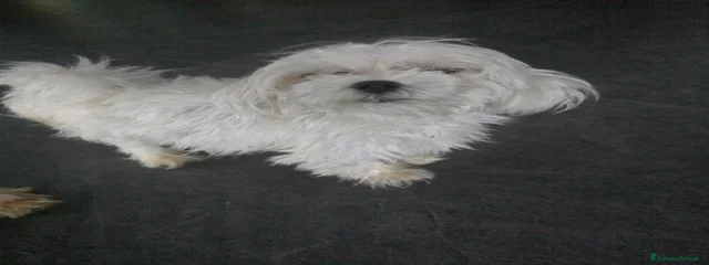 Perla 