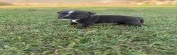 Staffordshire cani in vendita: Stupendi Staffy - Annuncio 14