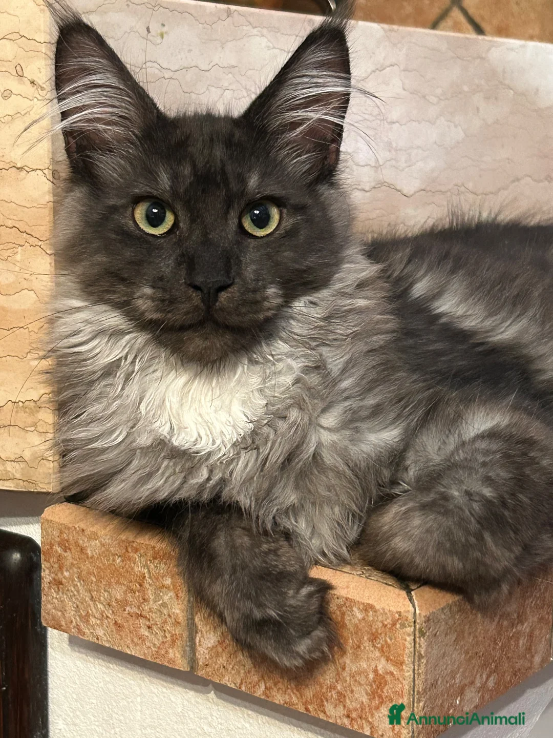 Maine Coon gatti in vendita: Maine Coon  - Annuncio 2
