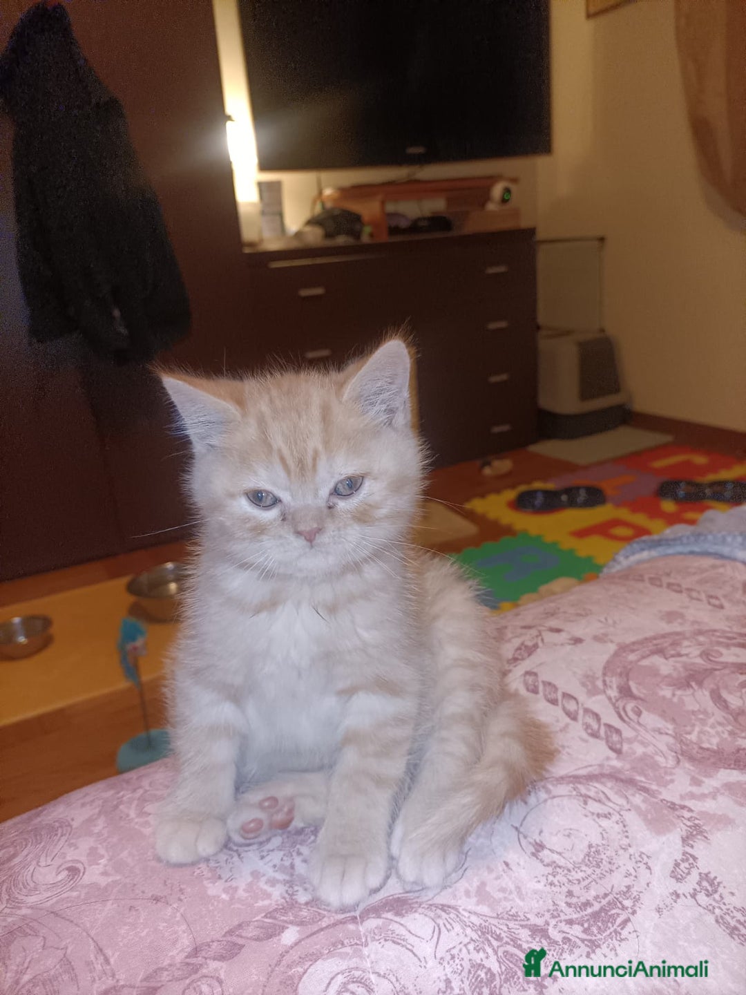 British gatti in vendita: British shorthair  - Annuncio 3