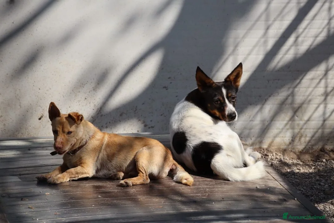 Meticcio cani in regalo: Pulla: adozione del cuore  - Annuncio 2